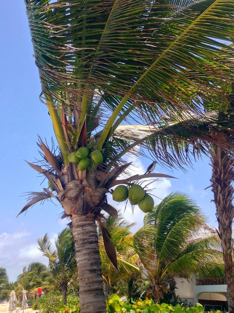 Coconut tree in Tulum Mexico