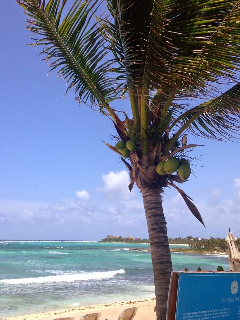Bird on a coconut tree in Tulum Mexico