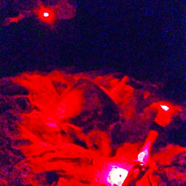 A sea turtle giving birth at Turtle Beach in Tulum, Mexico