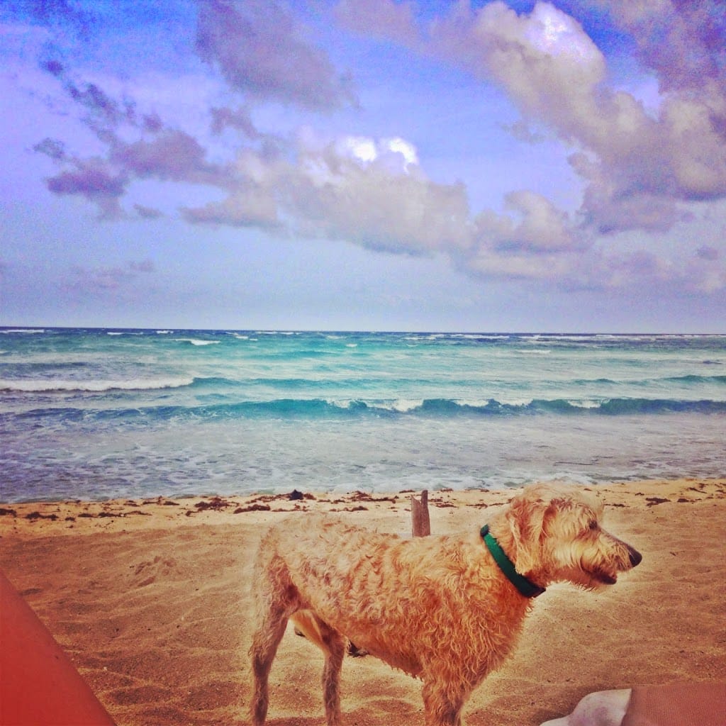 Puppy at the beach in Tulum