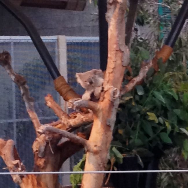 Freaking cute koala at the San Diego Zoo