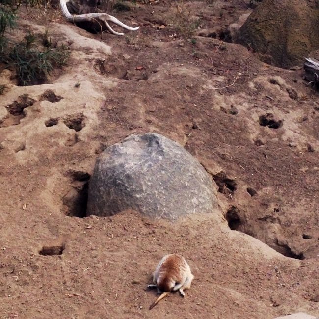 Sleepy Meerkat at the San Diego Zoo