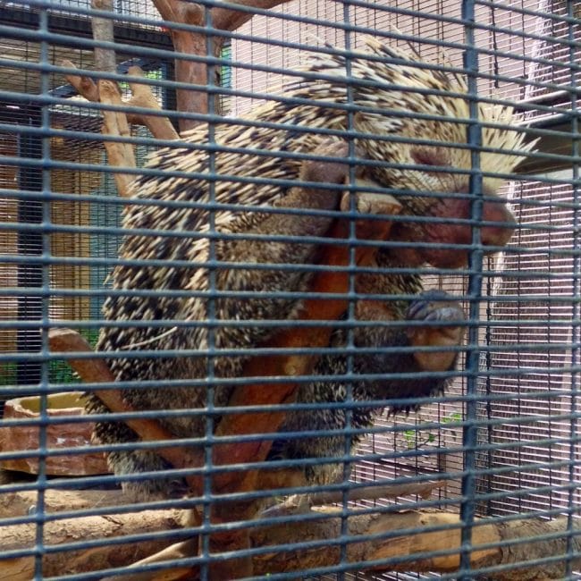 Cute hedgehog at the San Diego Zoo