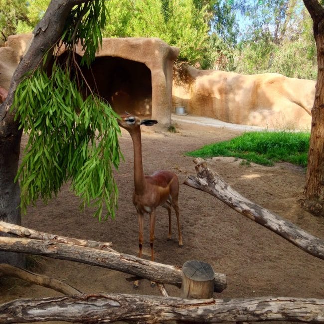 Cute baby gerenuk or fawn at the San Diego Zoo