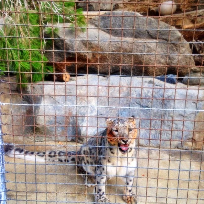 Beautiful Snow Leopard at the San Diego Zoo