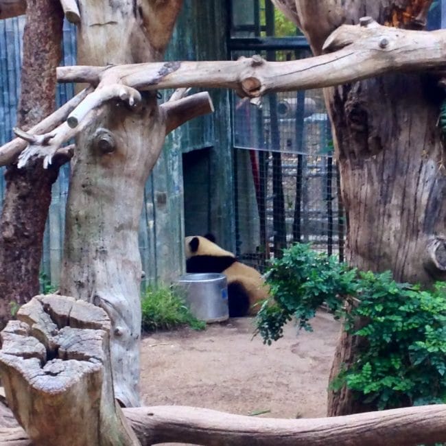 Cutie little pandas at the San Diego Zoo
