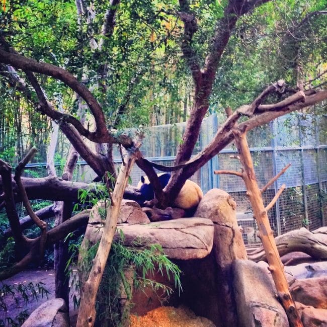 Cutie little pandas at the San Diego Zoo