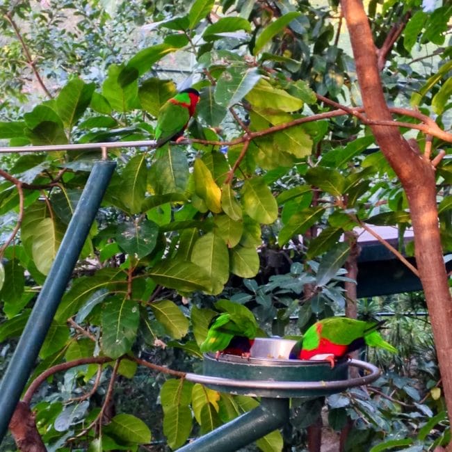 Colorful parrots at the San Diego
