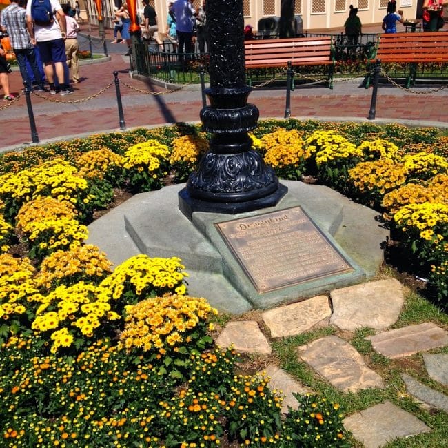 Disneyland halloween time sunflowers