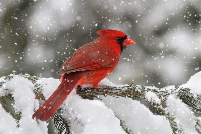 Gorgeous red cardinal Bird in Snow Storm