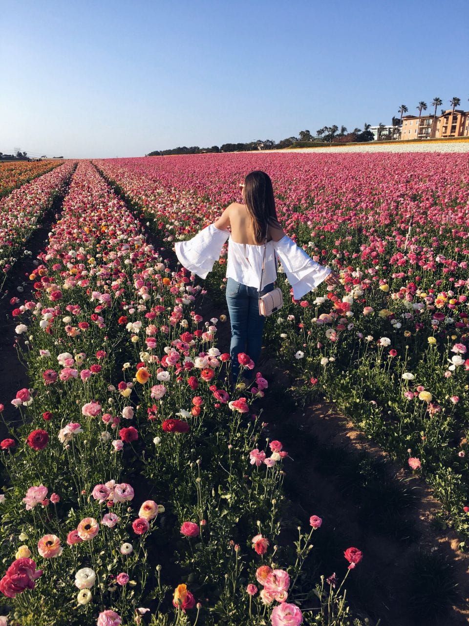 See San Diego's Flower Fields at Carlsbad Ranch